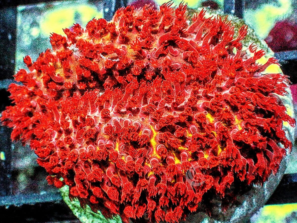 Burning Banana Stylocoeniella