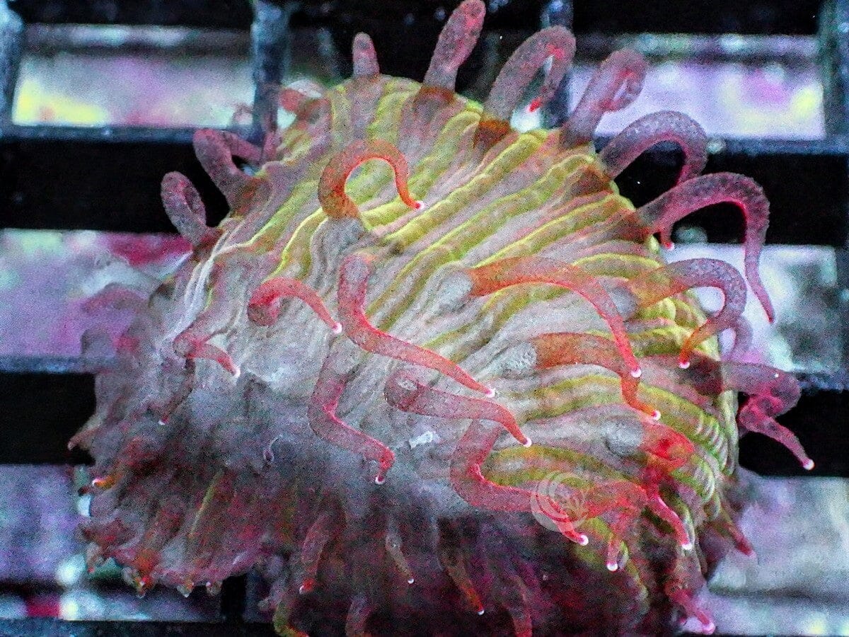 Red Polyp Diaseris