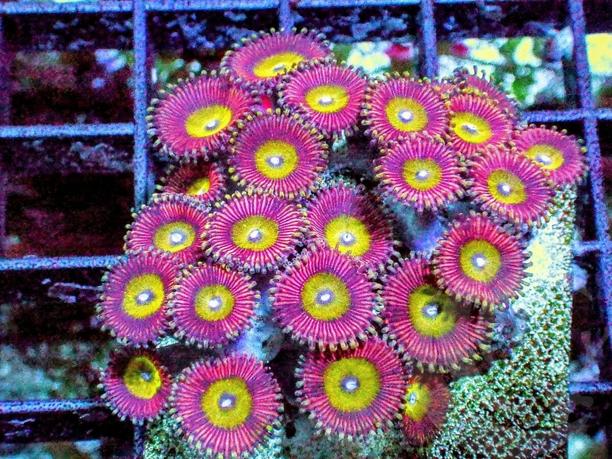 Candy Apple Zoanthids