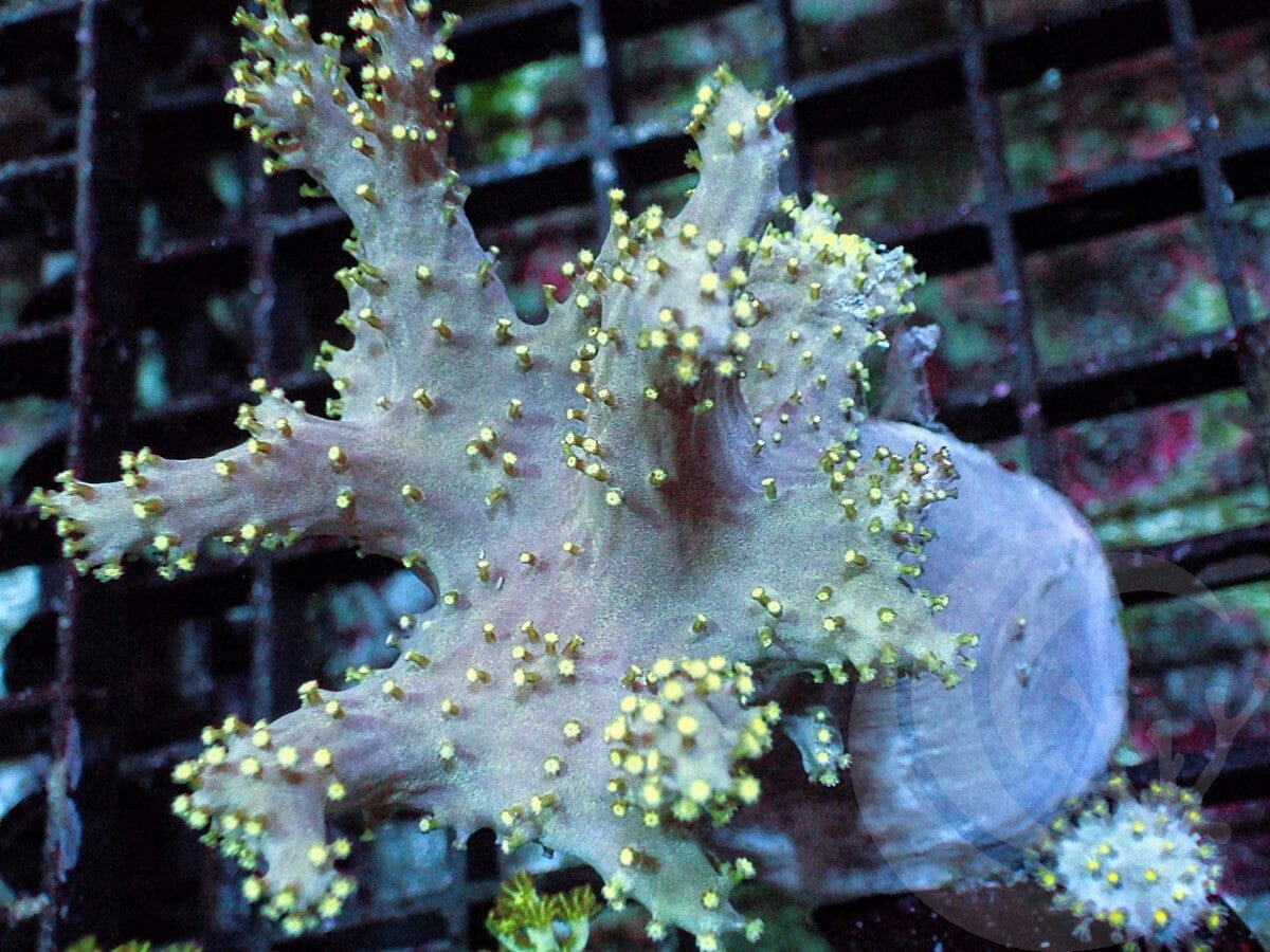 Lemon-Lime Polyp Branching Leather