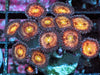 Gold Coins Zoanthids