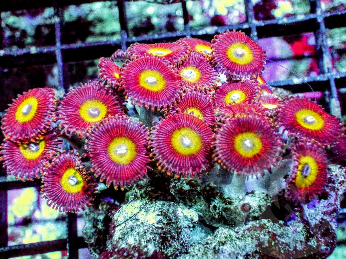 Candy Apple Zoanthids