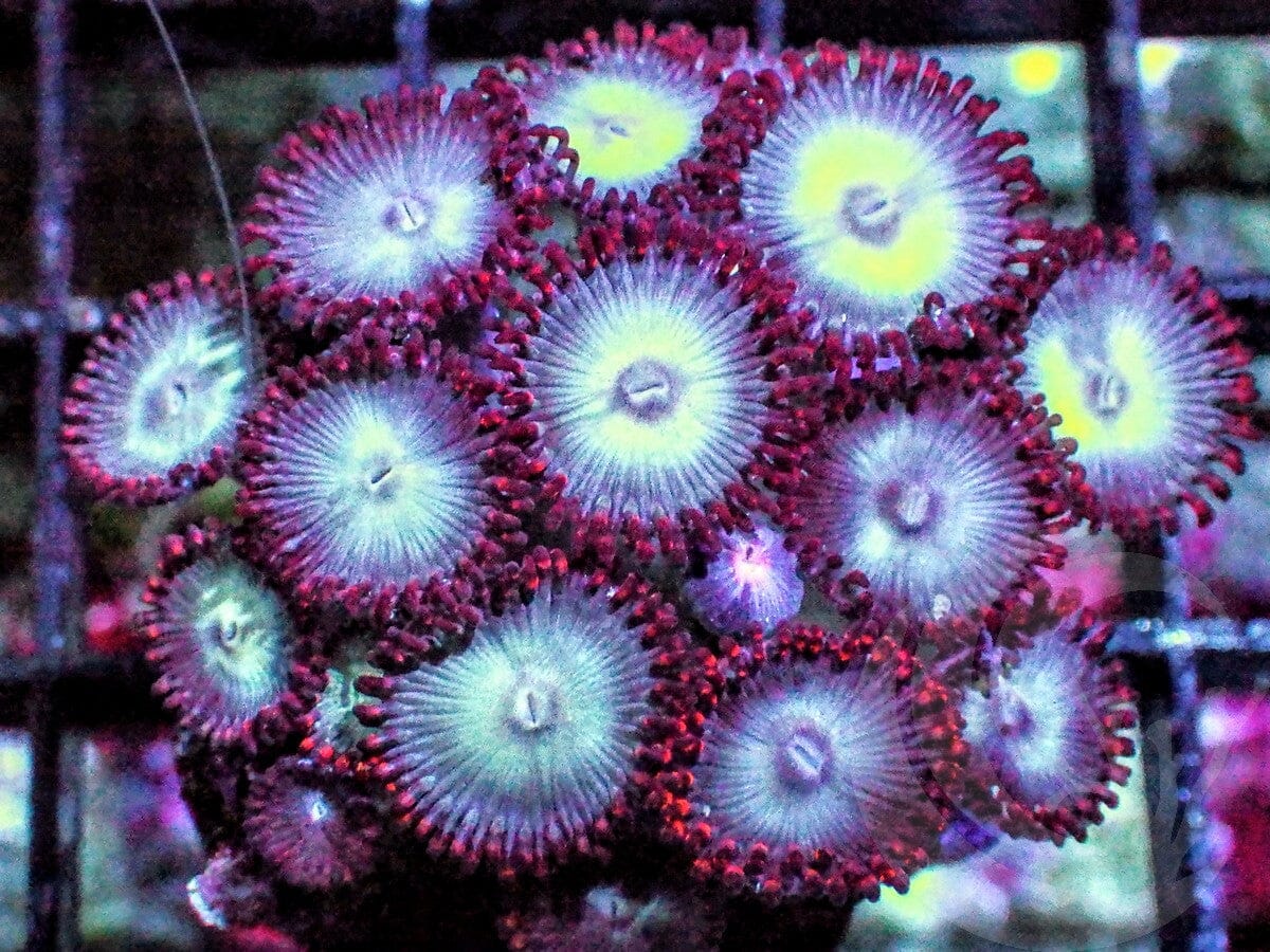 Ruby Skirt Blue Zoanthids