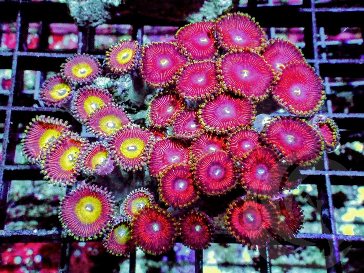 Ultra Zoanthid Combo