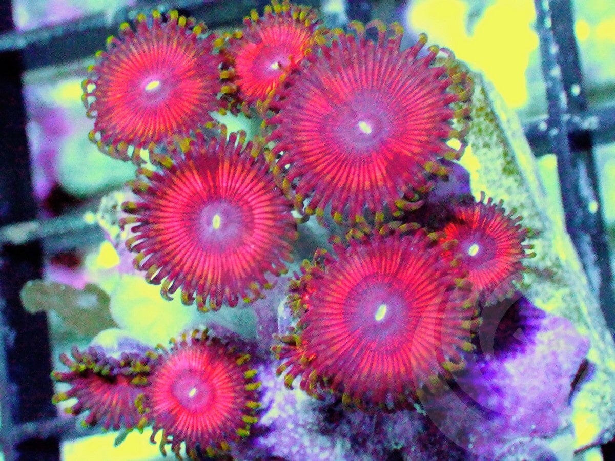 Red Gem Zoanthids