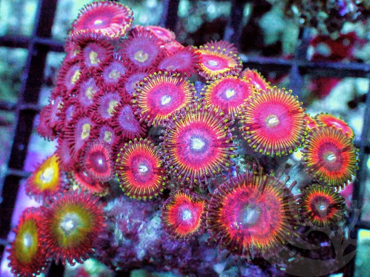 Ultra Zoanthid Combo
