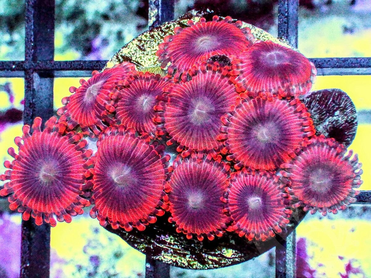 Ruby Zoanthids