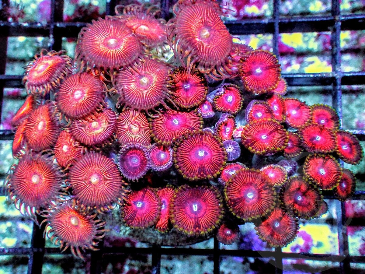 Ultra Zoanthid Combo