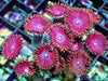 Gold Skirt Zoanthids