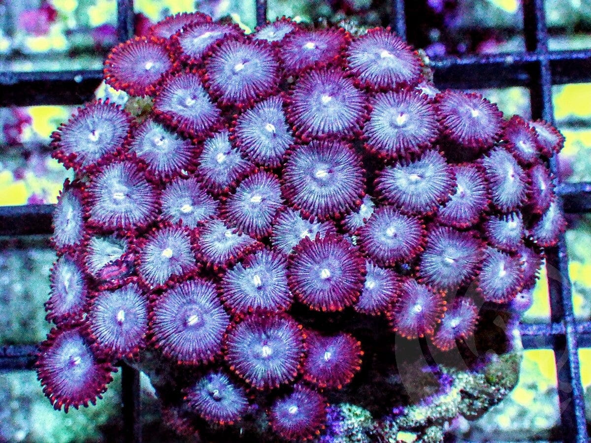 Red Skirt Blue Zoanthids