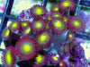 Glowing Zoanthids