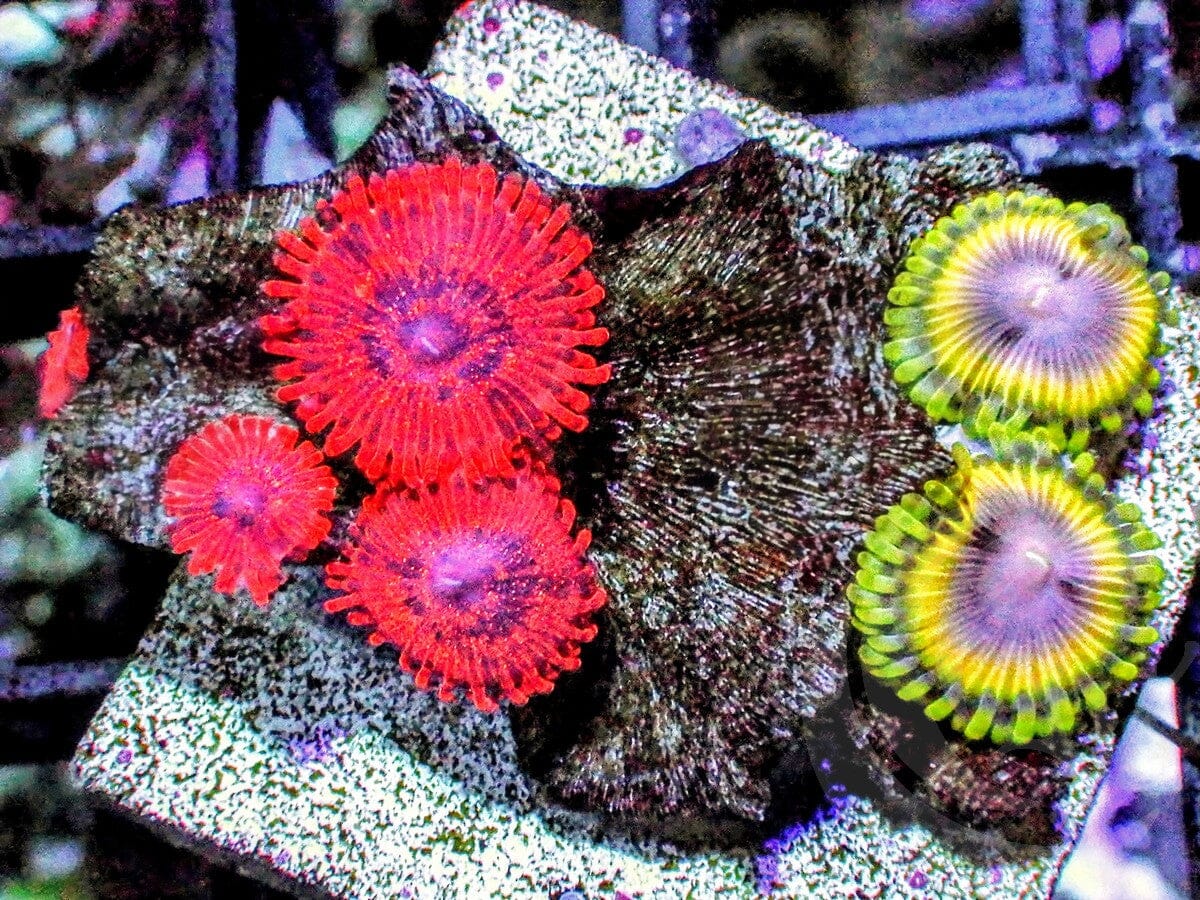 Ultra Zoanthid Combo