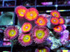 Candy Apple Combo Zoanthids