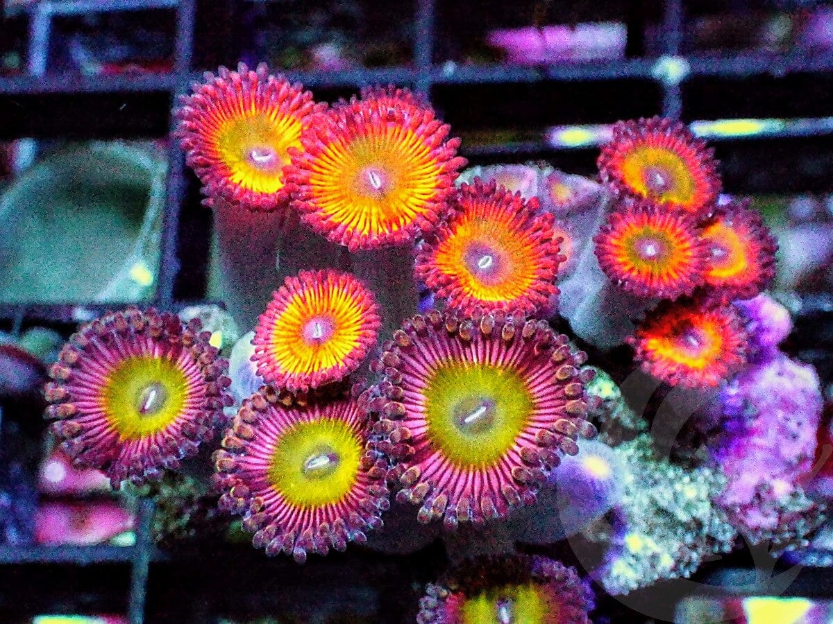 Candy Apple Combo Zoanthids