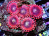 Ruby Zoanthids