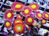 Candy Apple Zoanthids 