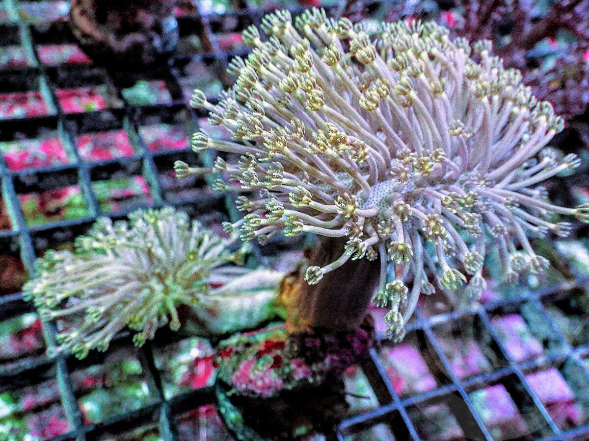 Double Flower Petals Toadstool Leather