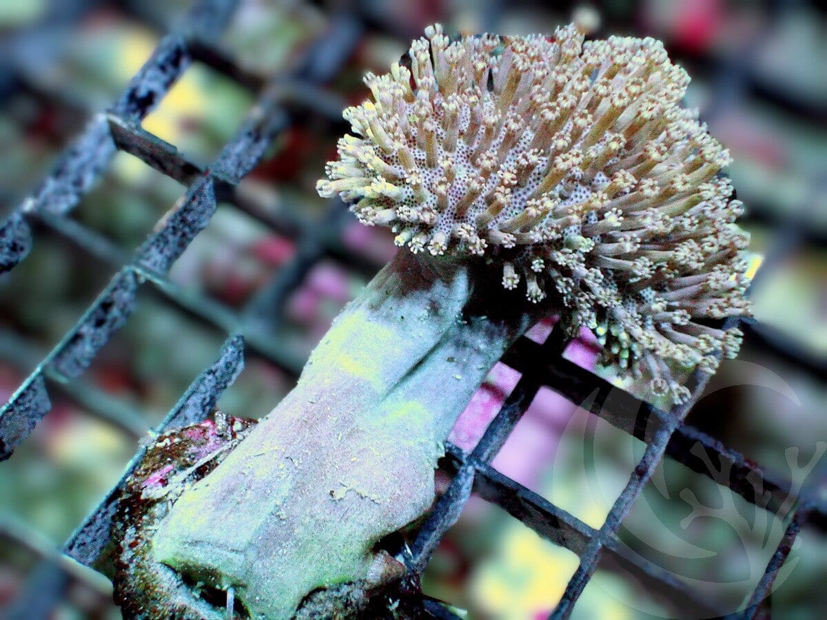 Flower Petals Toadstool Leather