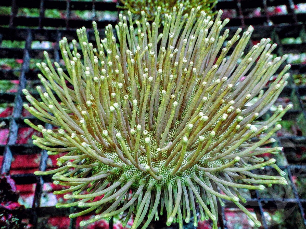 Long Green Polyp Toadstool Leather