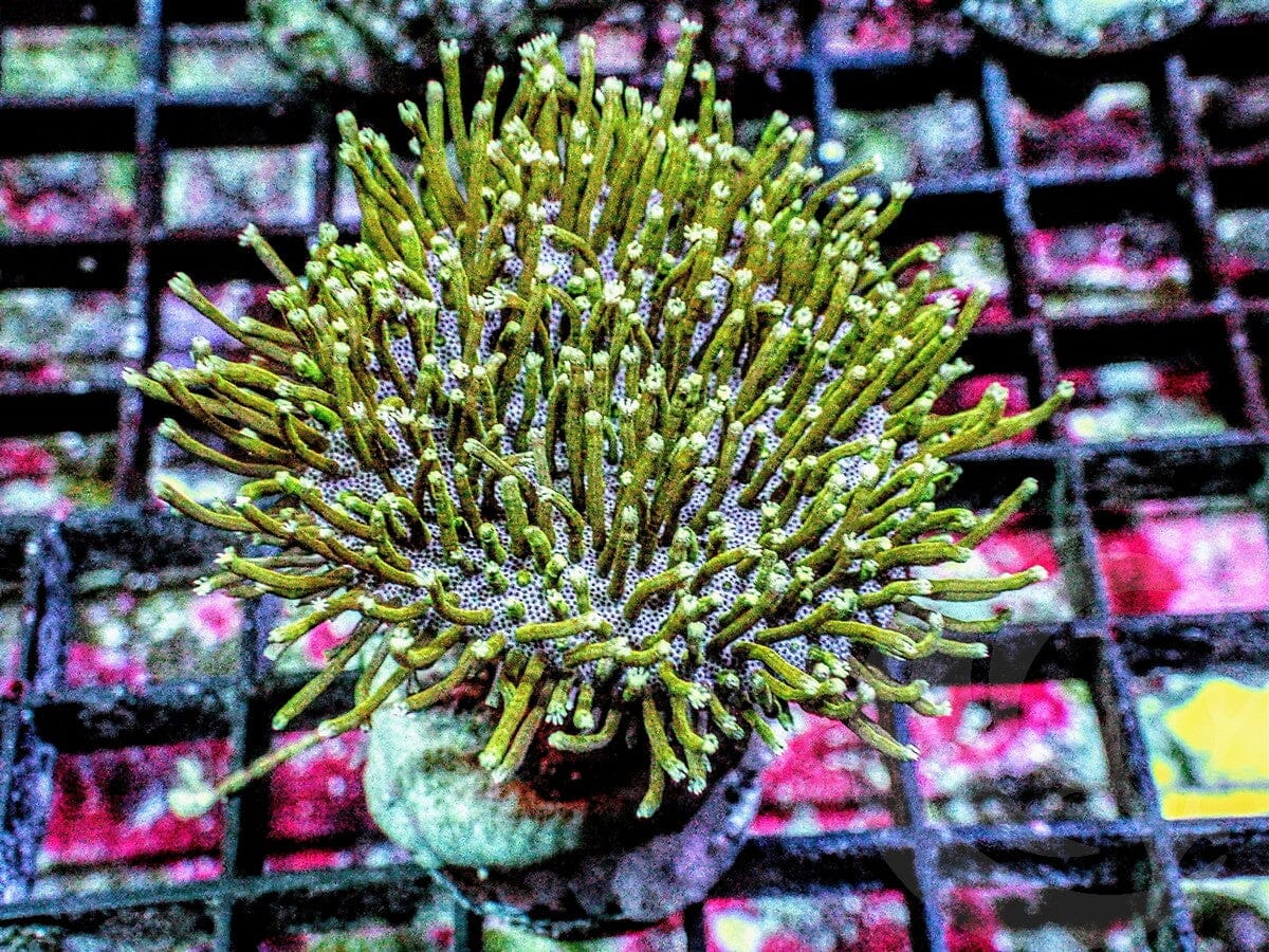 Long Green Polyp Toadstool Leather