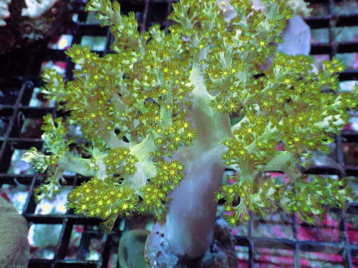 Green Capnella Tree Leather