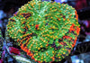 Orange Splashed Acan echinata