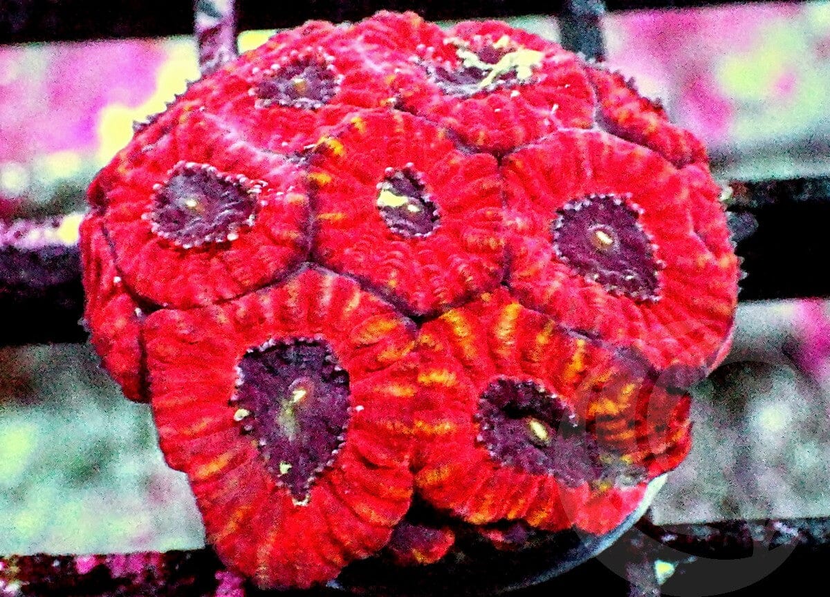 Red Micromussa