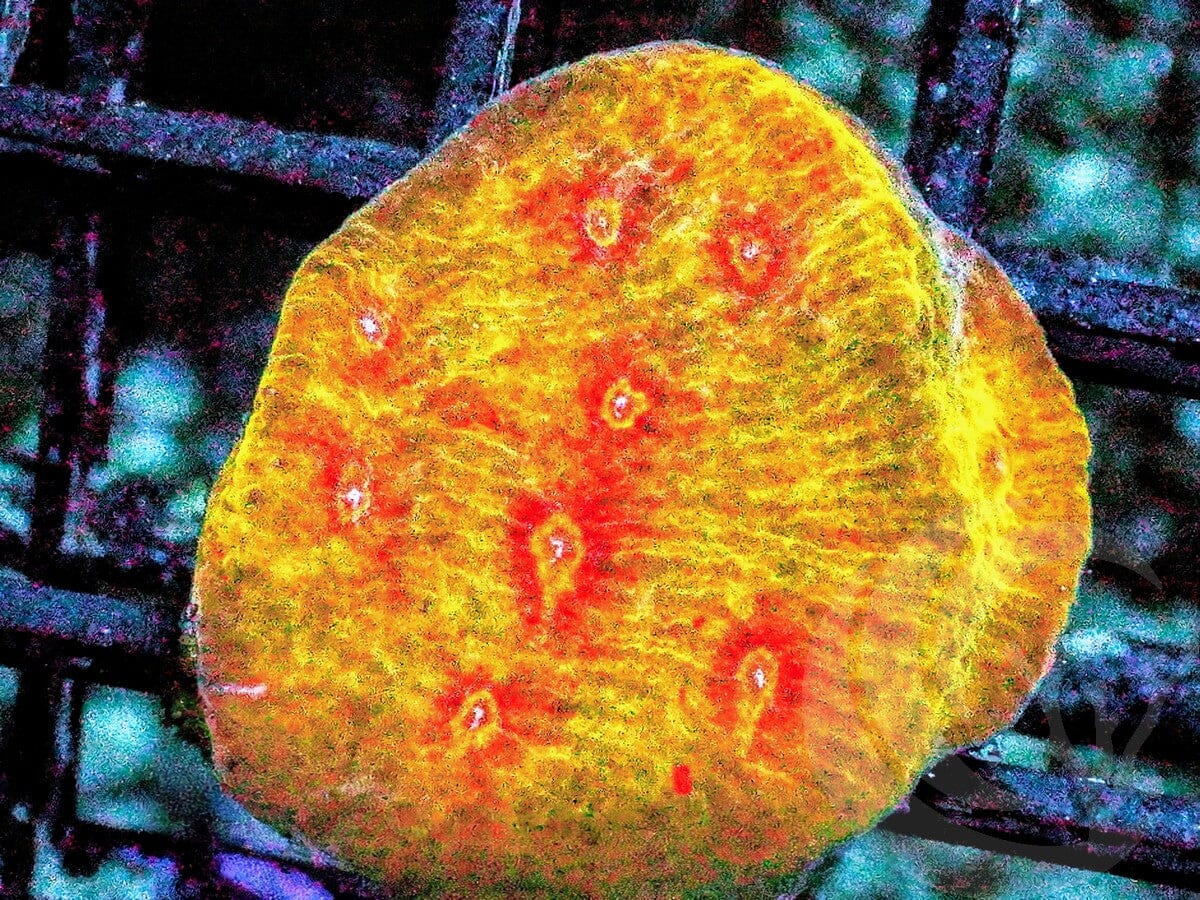 Rings of Fire Chalice