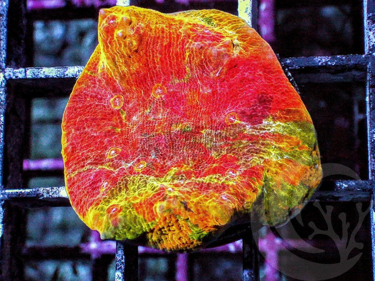 Multi Rainbow Chalice