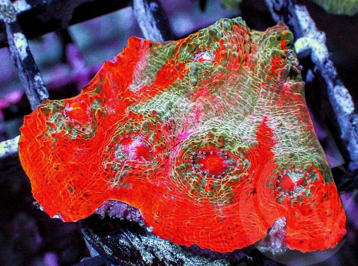 Exploding Oranges Chalice