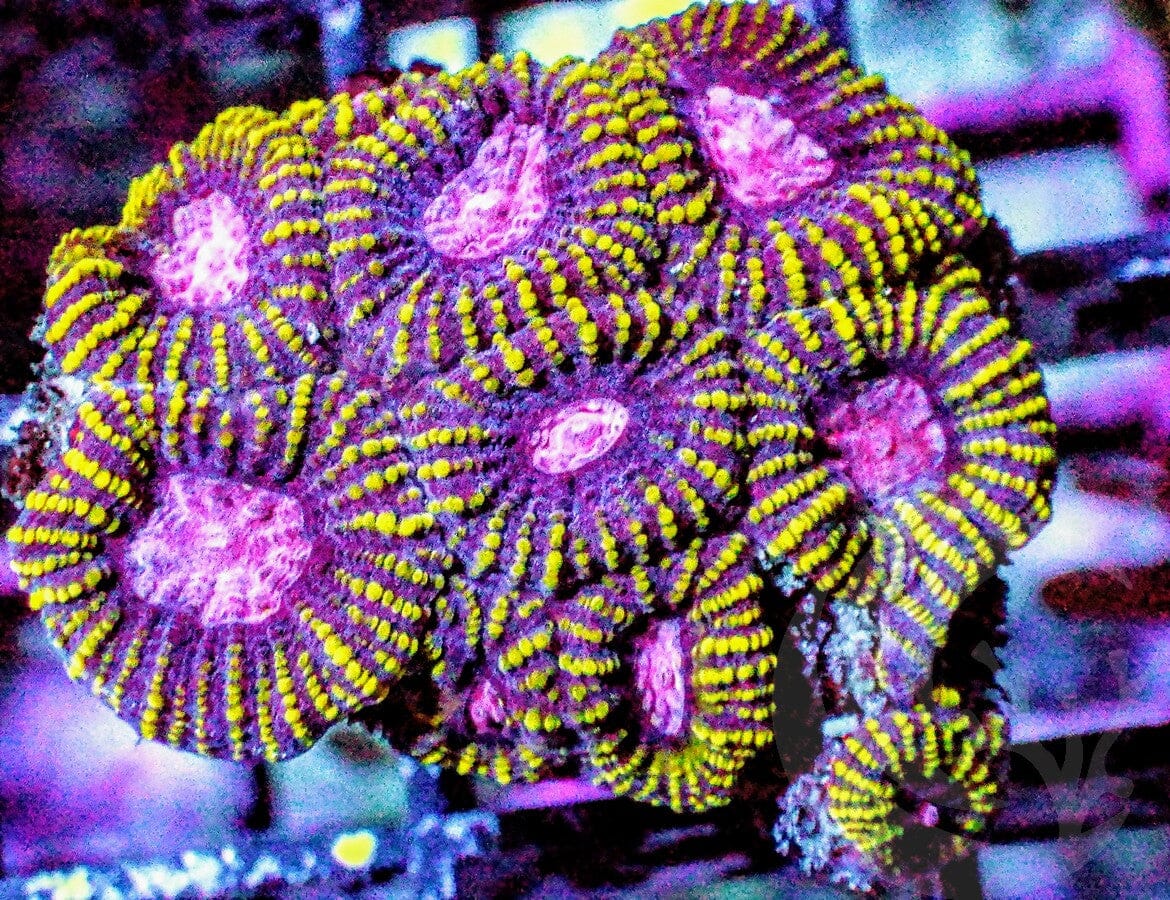 Peppermint Pleiastrea