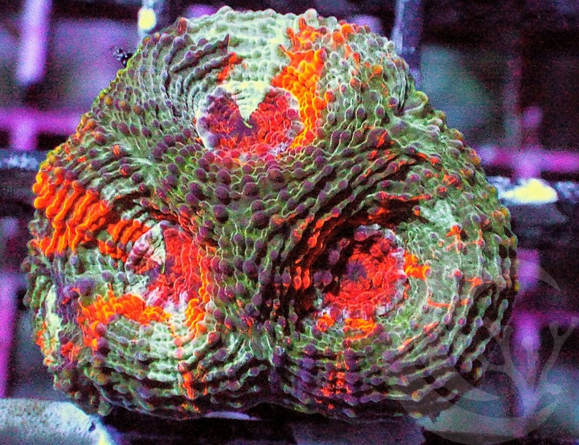 Orange Splashed Acan echinata