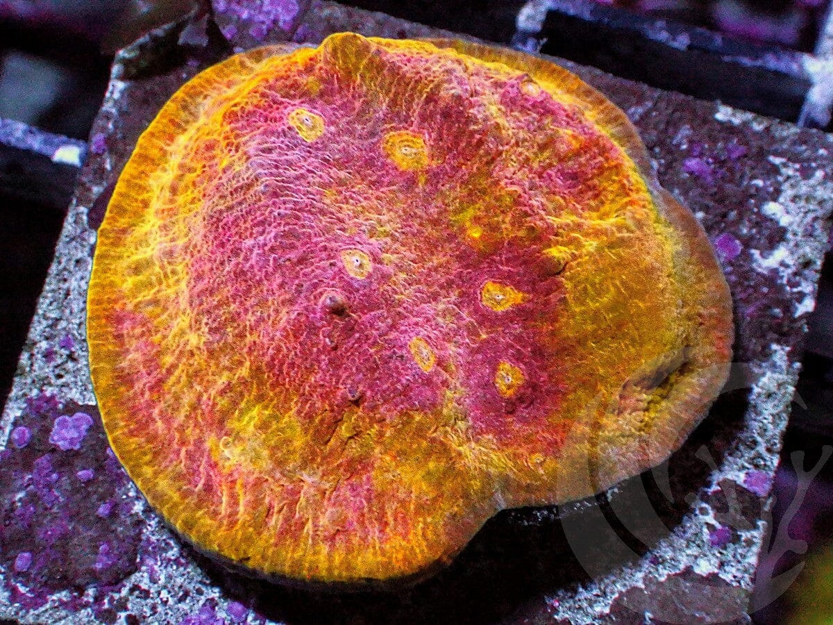 Raspberry Swirl Chalice