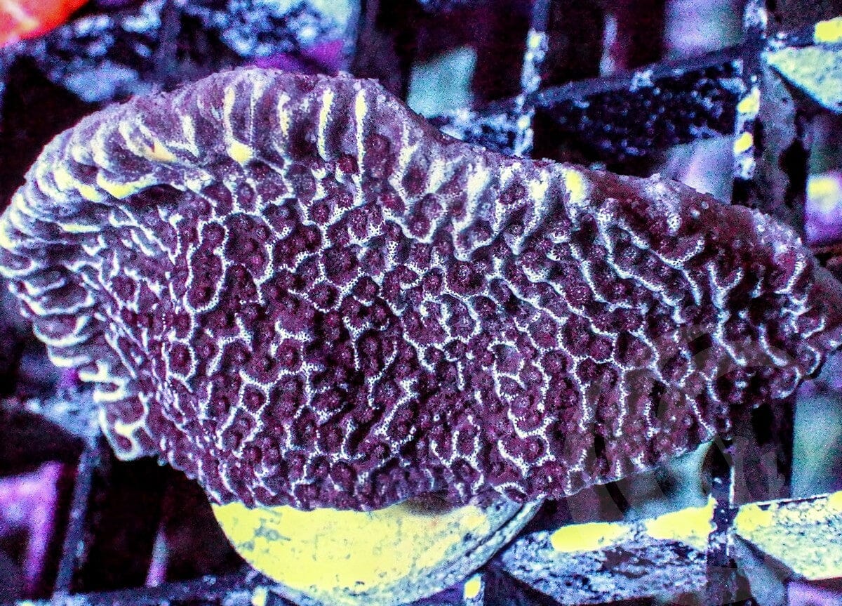 Purple Thick Plating Montipora