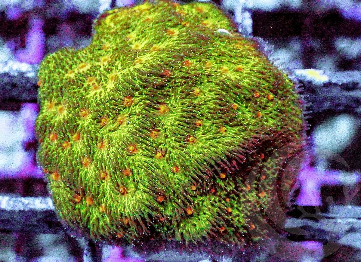 Pumpkin Patch Psammacora