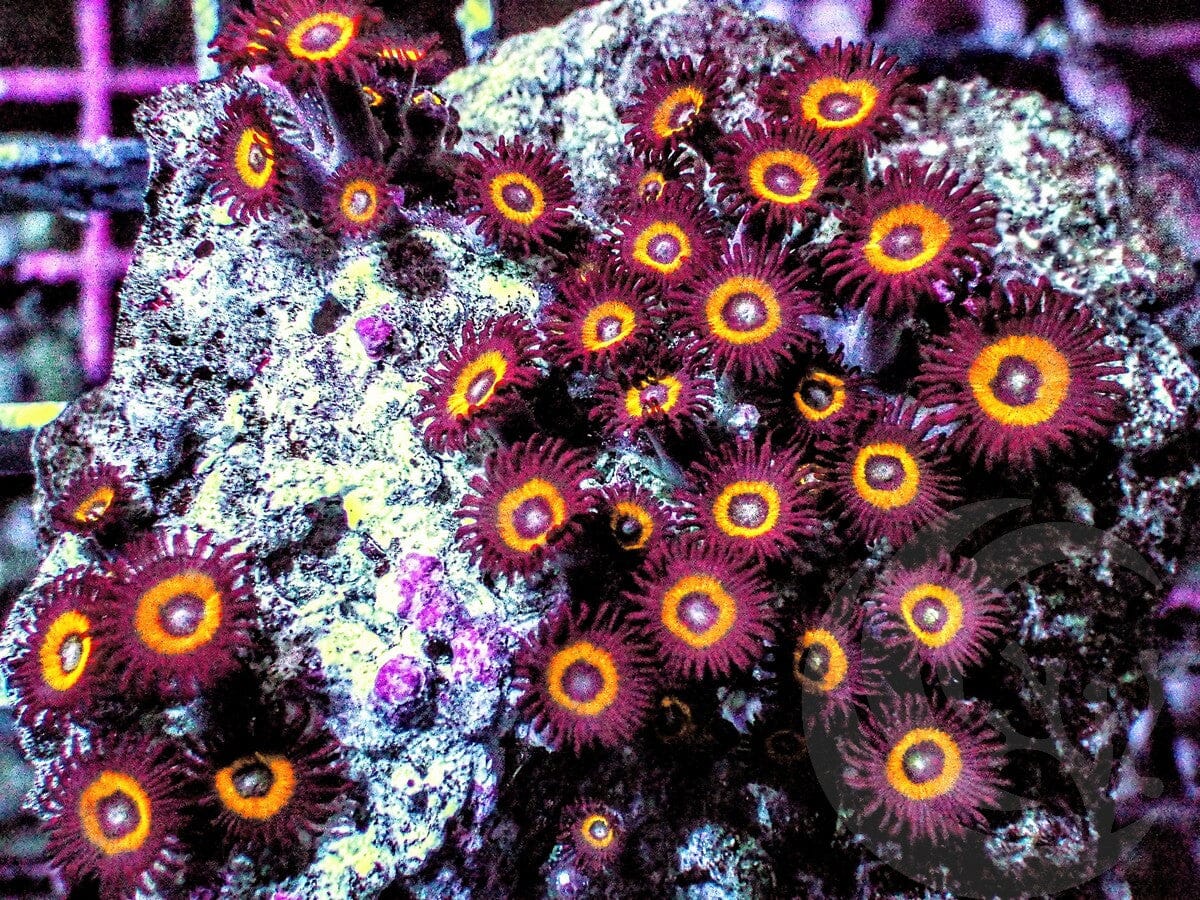 Golden Hornet Zoanthids