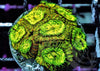 Lemon-Lime Goniastrea