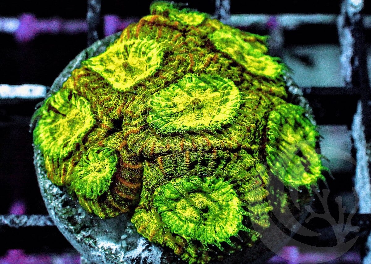 Lemon-Lime Goniastrea