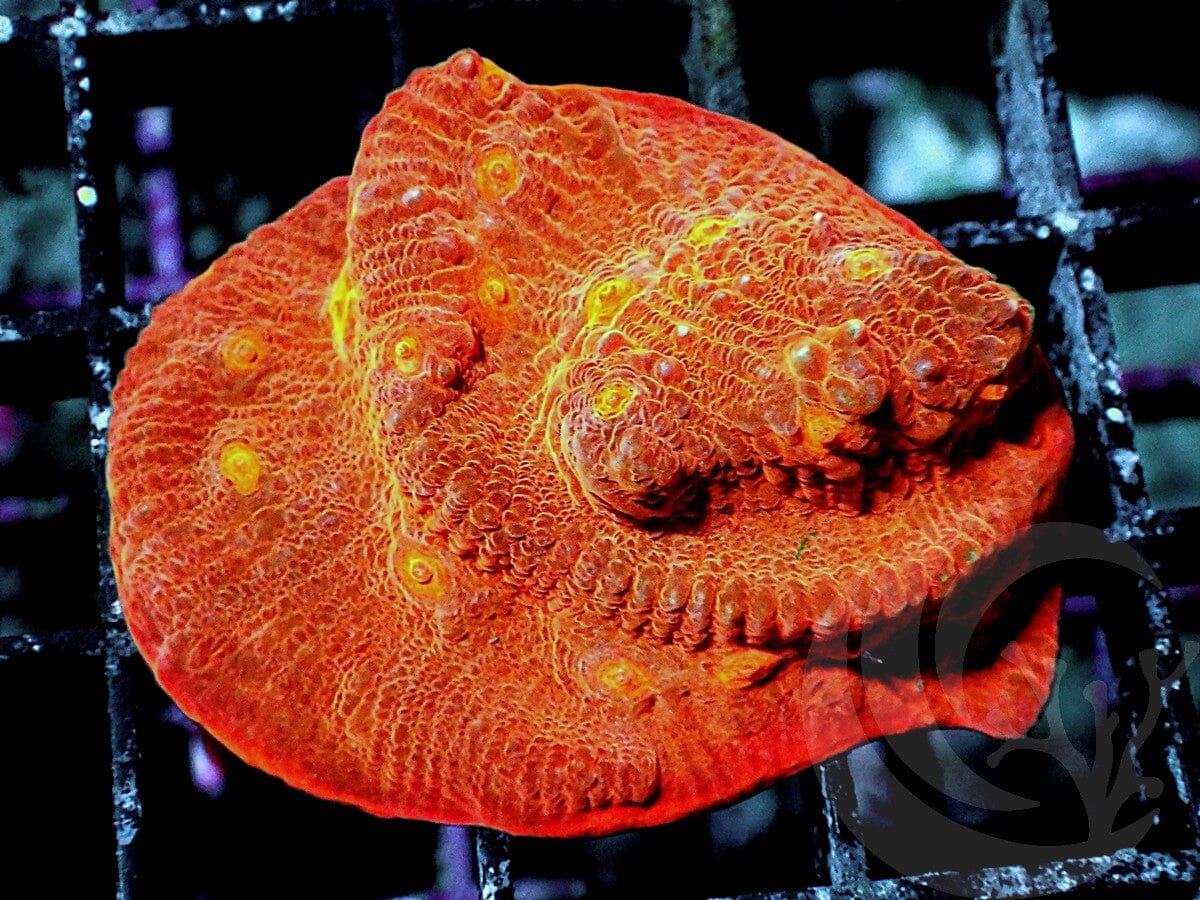 Super Orange Chalice