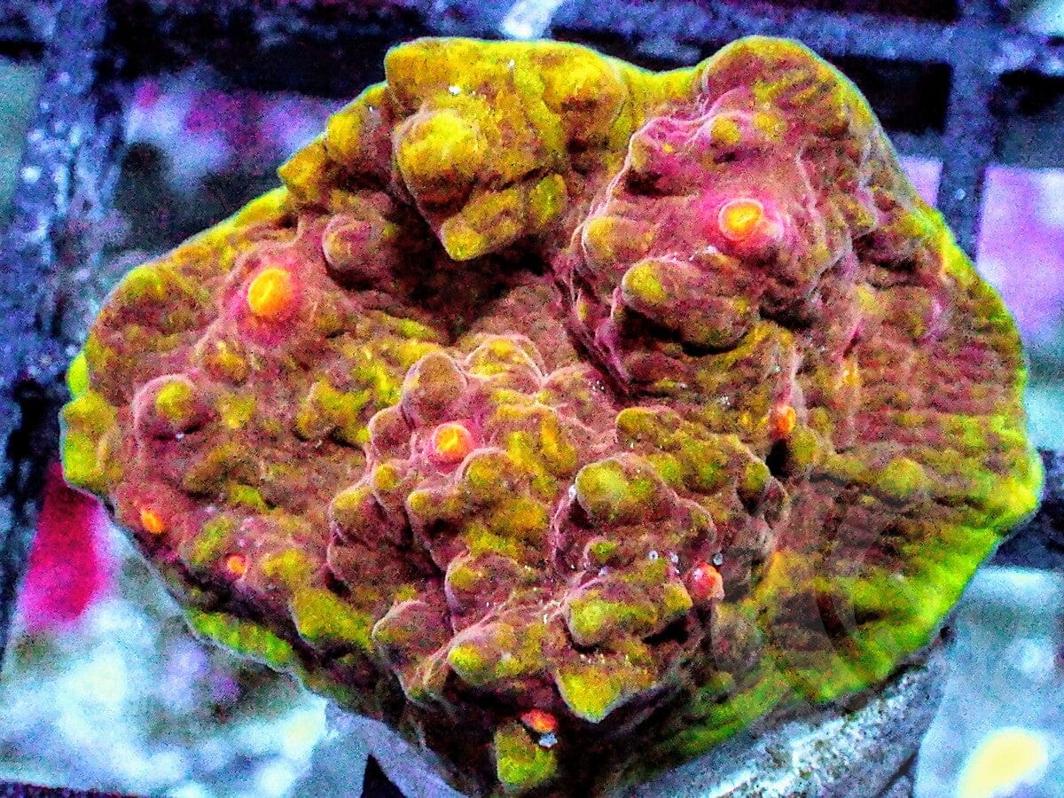 Lime rim Rare Earth Chalice