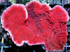 Blood Pool Plating Montipora