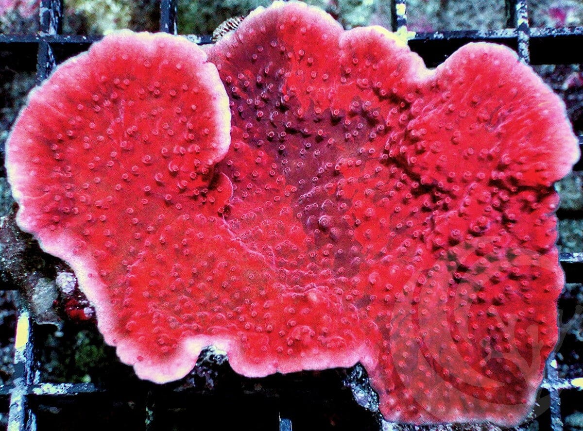 Blood Pool Plating Montipora