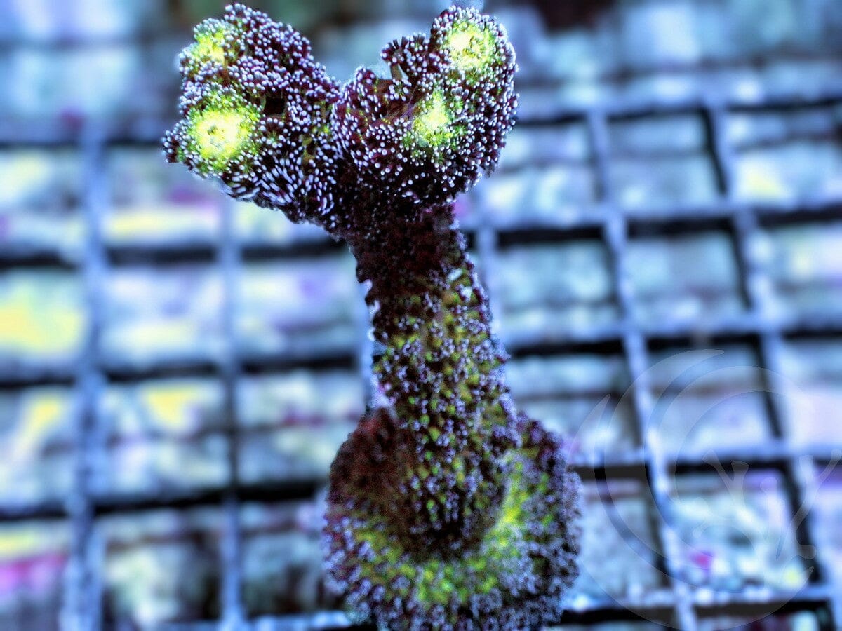 Purple Polyp Stylophora