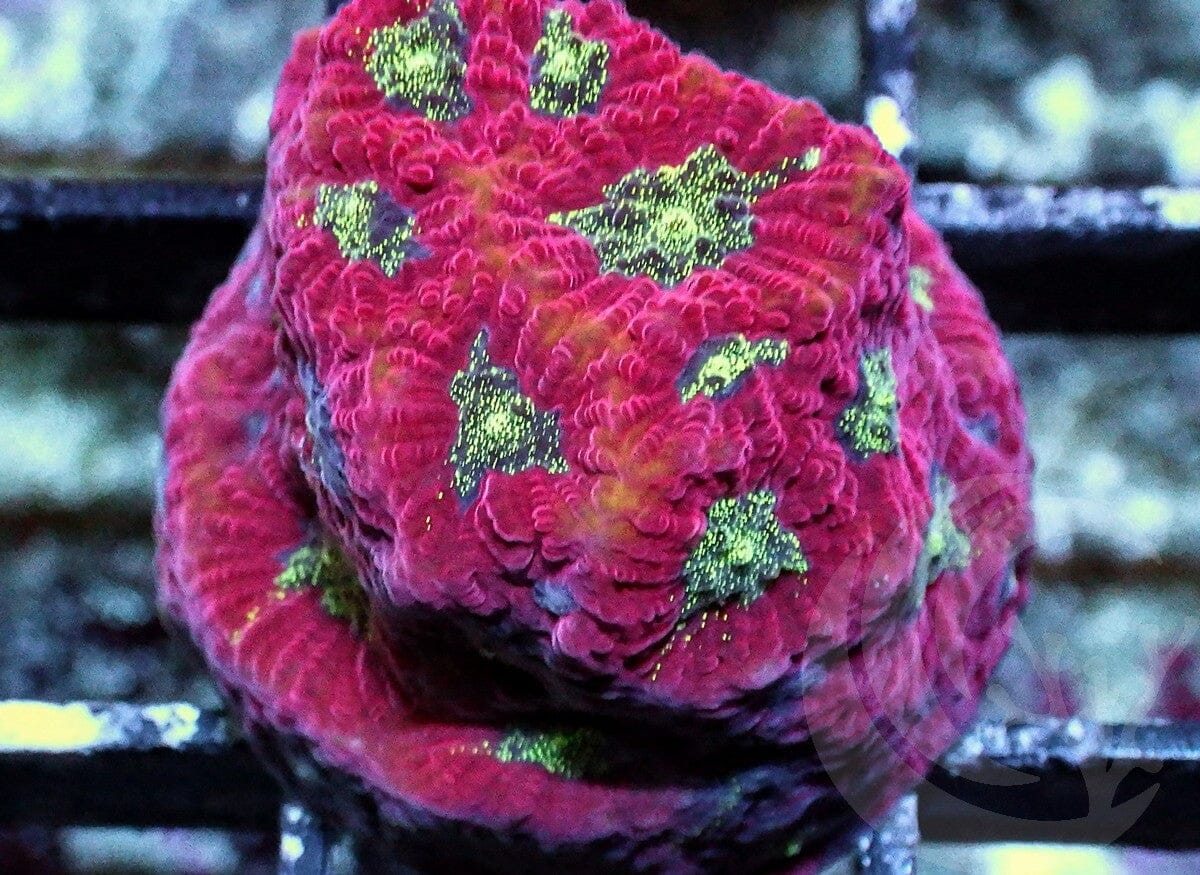 Strawberry Kiwi Favites