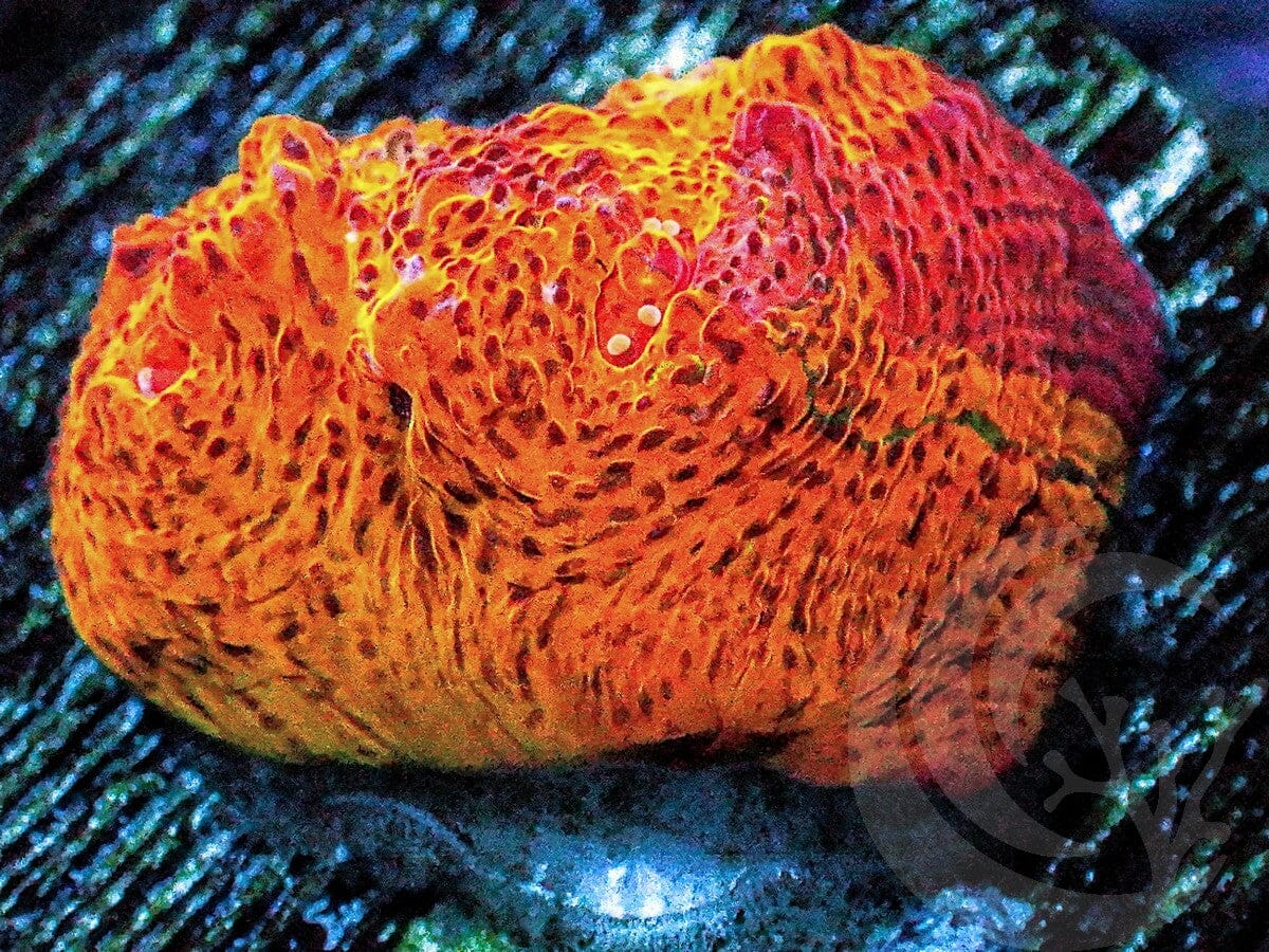 Red Streaked Orange Leopard Chalice