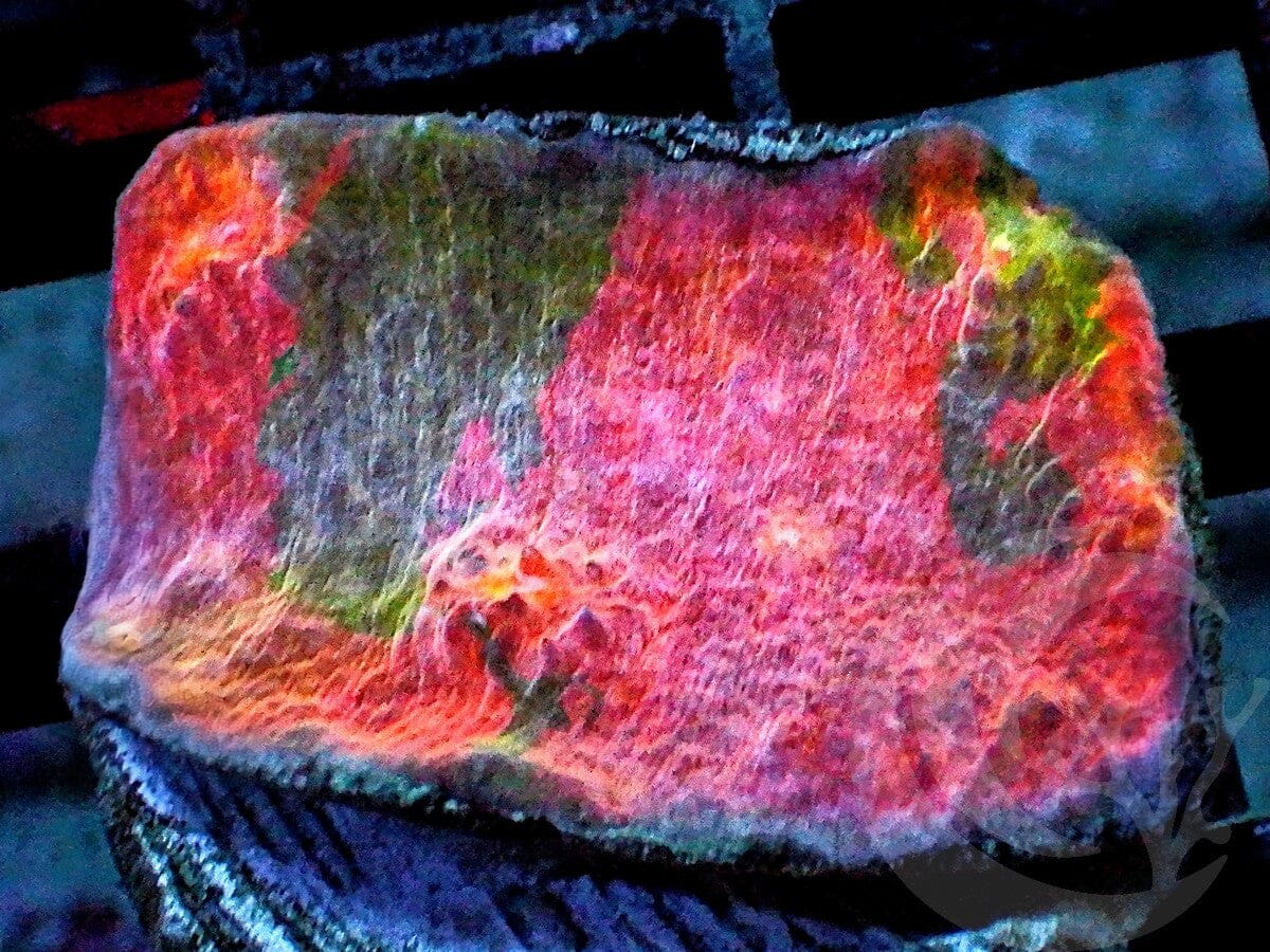 Rainbow Patchwork Chalice