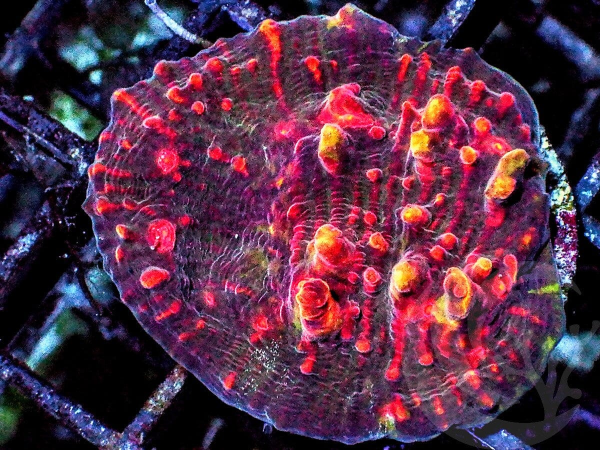 Mars Landscape Chalice