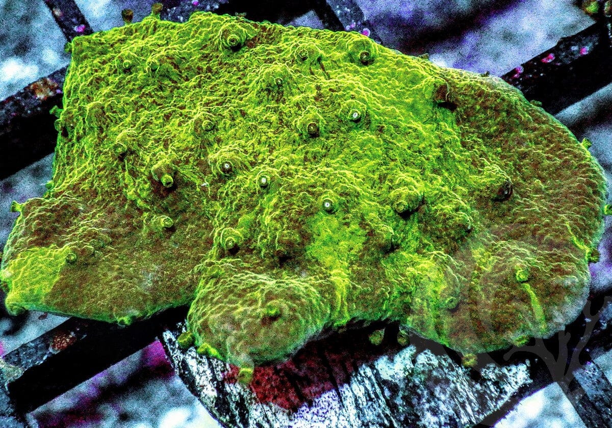 Splattered Astreopora