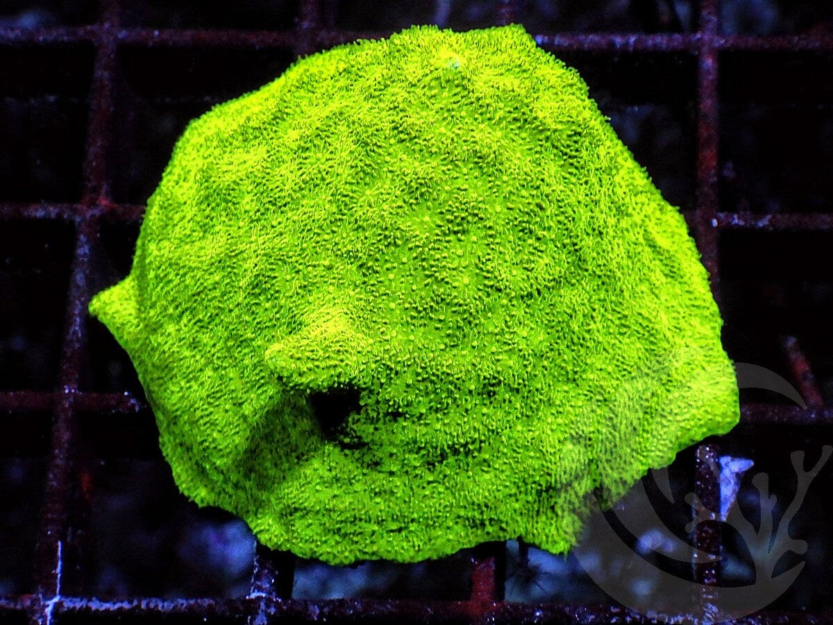 Neon Emerald Encrusting Psammacora