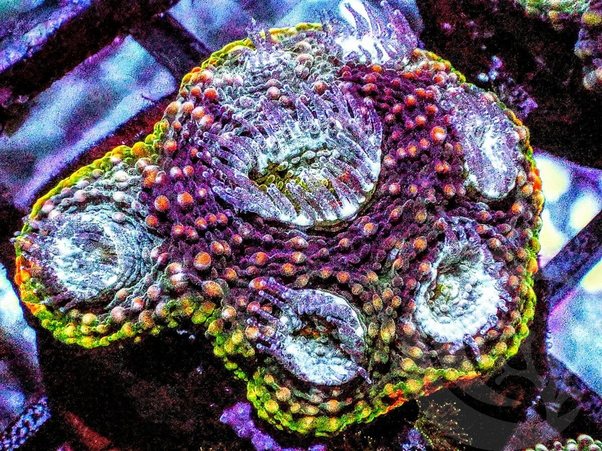 MultiColor Acan echinata